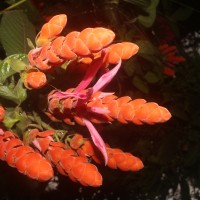 Aphelandra sinclairiana Nees